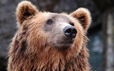 Anatomy of a Bear Market (And Why You Should Care)